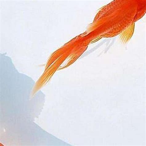 家裡養的魚|家裡養魚有什麼講究？養幾條魚招財？怎麼養不會死？。